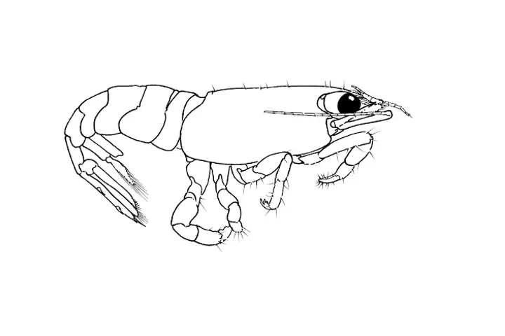 Schematische pentekening van de garnaal Odontia kerancaris. 