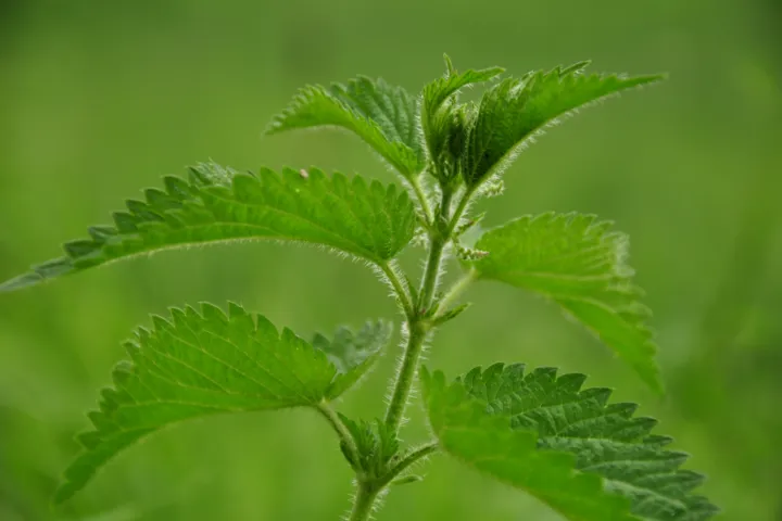 stinging nettle