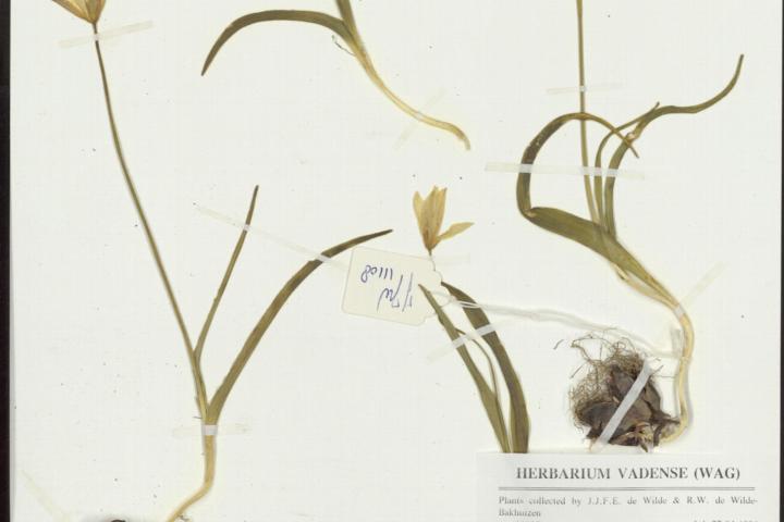 Herbarium specimen of Tulipa sylvestris