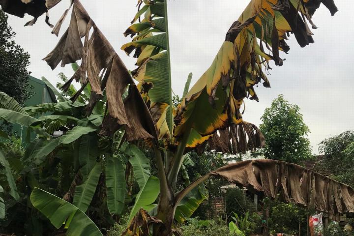 Met FOC geïnfecteerde bananenplant in Vietnam. (Bron: Loan Le Thi)