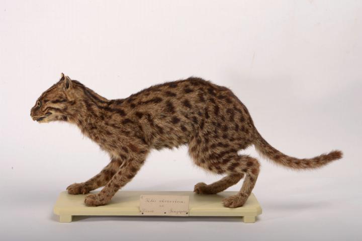 Fishing cat from Singapore