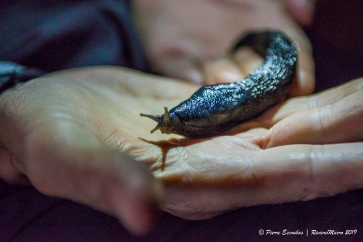A living specimen of Limax pseudocinereoniger on a researcher's hand. Photo by Pierre Escoubas.