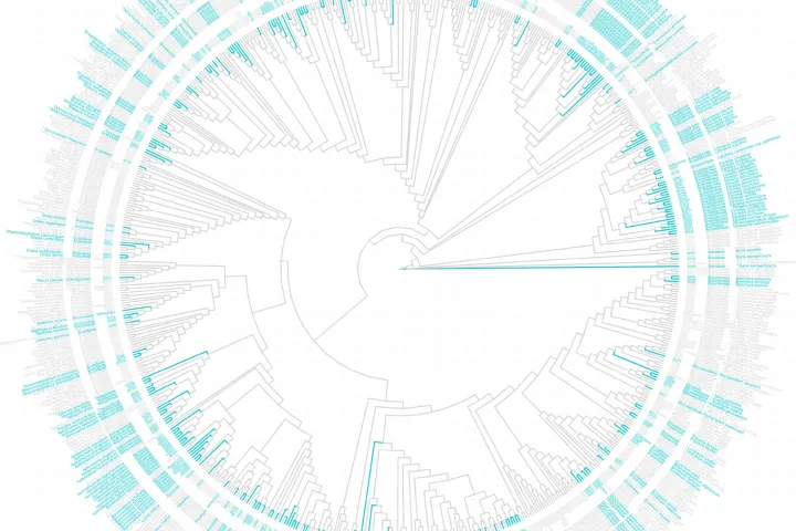 Phylo_tree