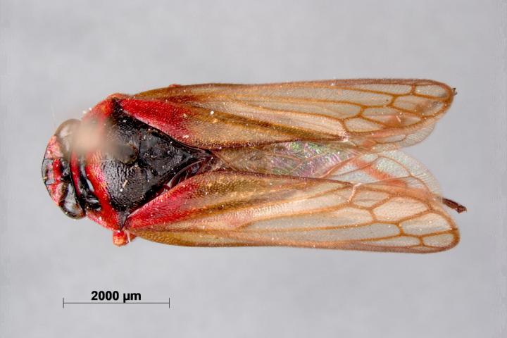 The holotype of a cicada species