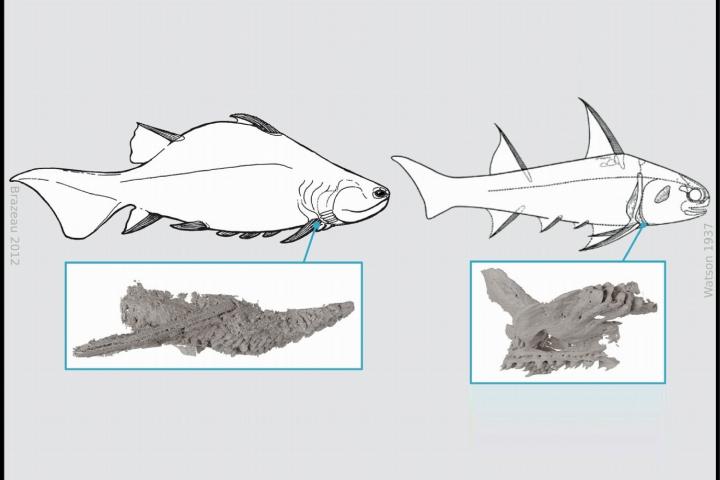 Reconstructions of the ‘acanthodians’ Ptomacanthus and Diplacanthus and volumetric models of their shoulder girdles.