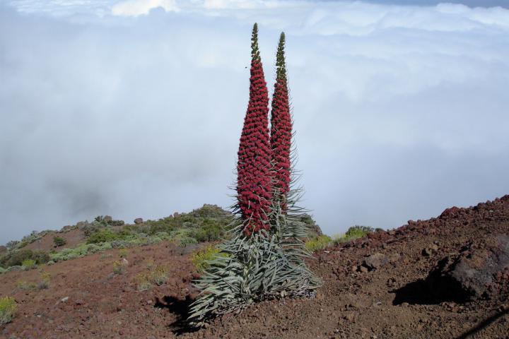 Echium wildprettii, een iconische verhoute soort die voorkomt op de Canarische Eilanden