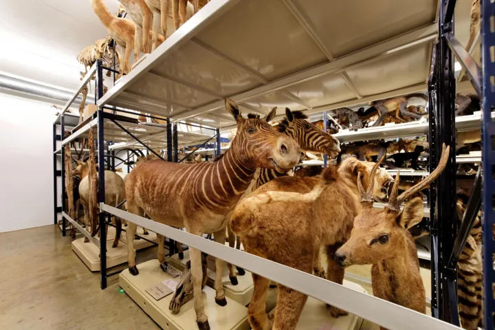 Extinct mammals in the repository
