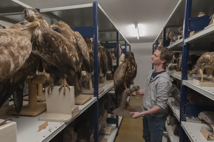 Bald eagle in the repository