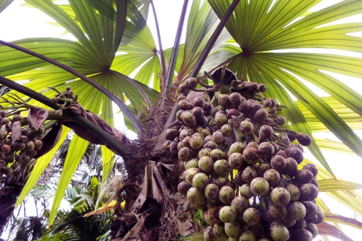 A giant fruit tree