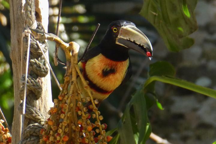 Bird with fruit