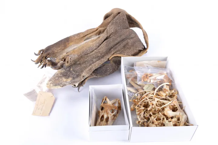 Skeleton of a reptile