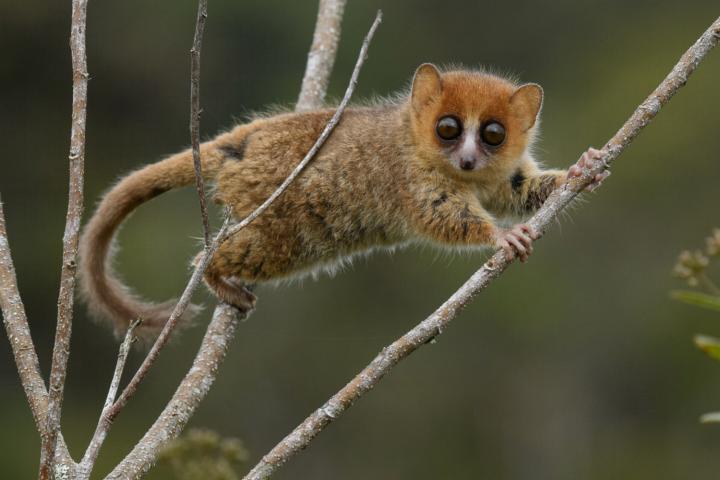 Brown Mouse Lemur