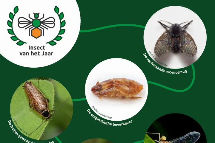 De genomineerde insecten