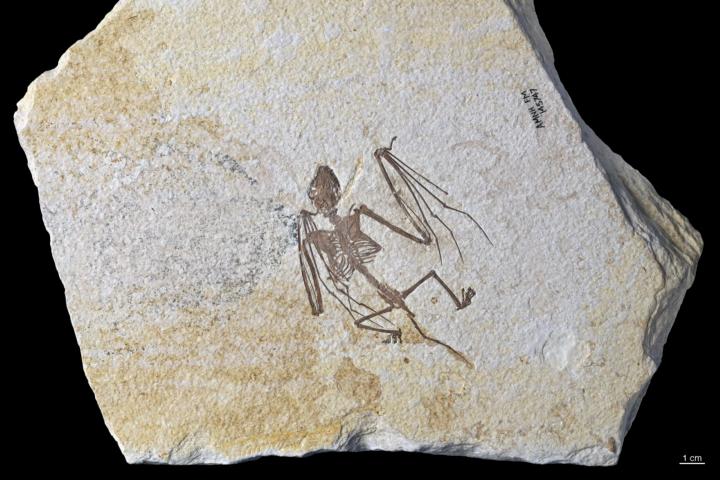 De volledige plaat met hierin het oudste vleermuisskelet ter wereld van de nieuwe soort "Icaronycteris gunnelli"