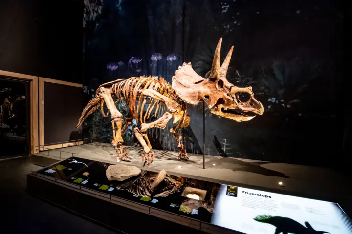 Triceratops in Naturalis