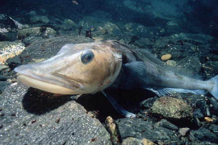 Icefish (Chaenocephalus aceratus). Photographer: Doug Allan