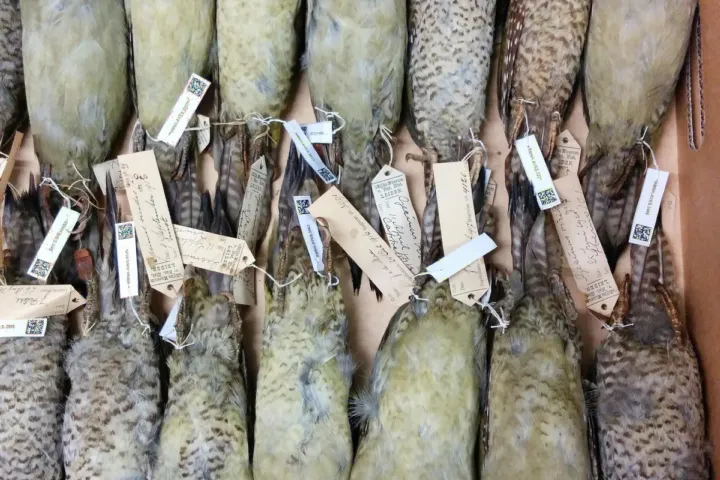 Collection specimens