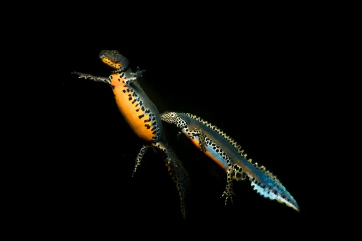 Twee alpenwatersalamander mannetjes omringen een vrouwtje en proberen haar in het water te verleiden tijdens de paartijd. Foto door Michael Fahrbach