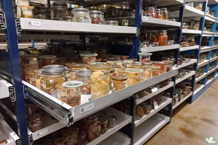 Jars full of soft coral on formaldehyde