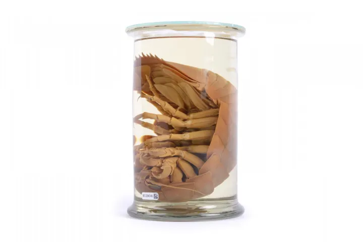 Giant woodlouse in a pot of strong water(?)