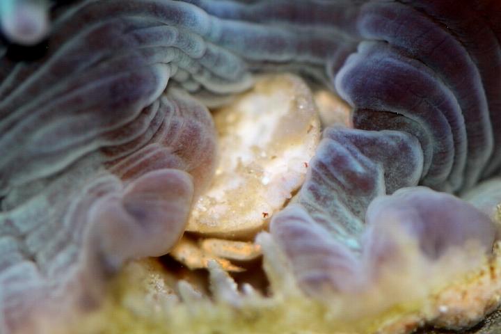 Galkrabbetje  in een koraal