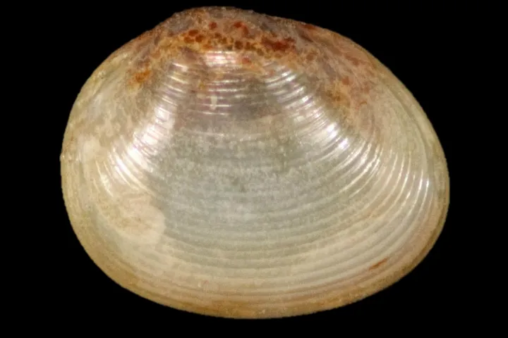 White shell