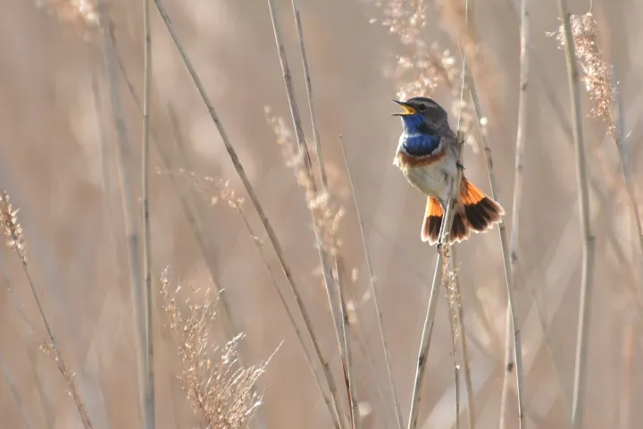 Blauwborst