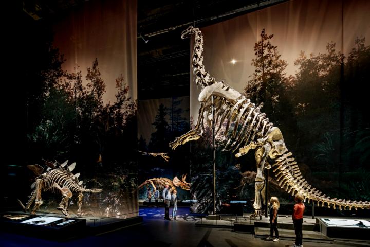 Camarasaurus en andere dino's in zaal Dinotijd in Naturalis