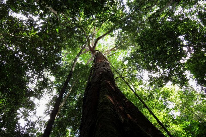 Boom met bladerdek in de Amazone, credit: Hans ter Steege