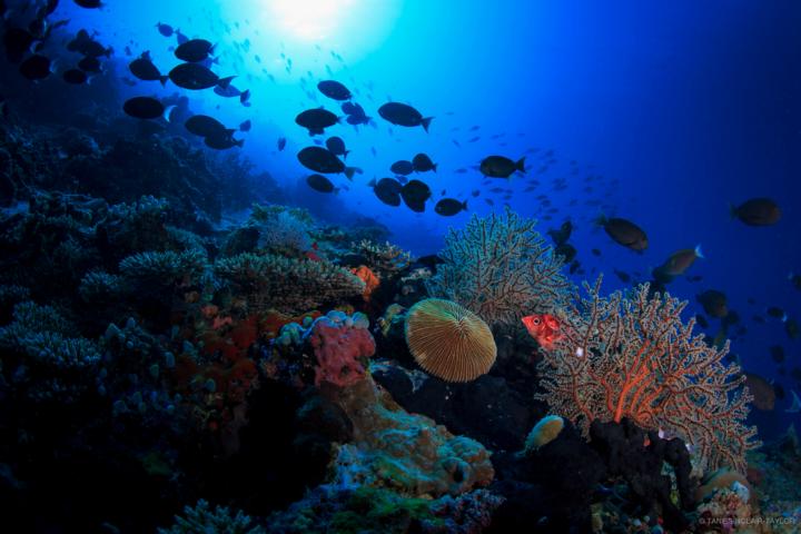 Reef Maldives - Tane Sinclair-Taylor