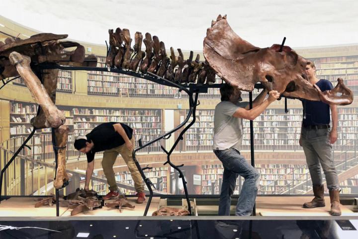 Opbouw Triceratops in de bieb 