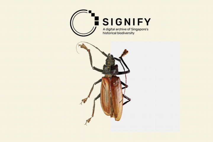 Signify logo met een insect