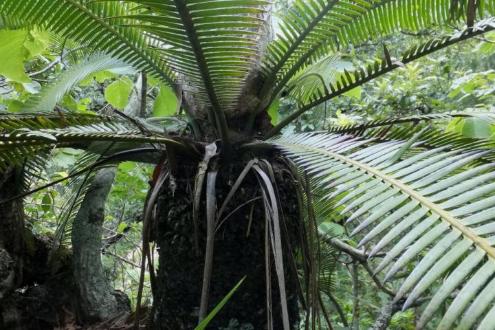 Dioon cycad in the wild 