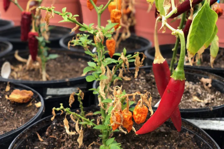 Varieties of Mexican chili peppers 