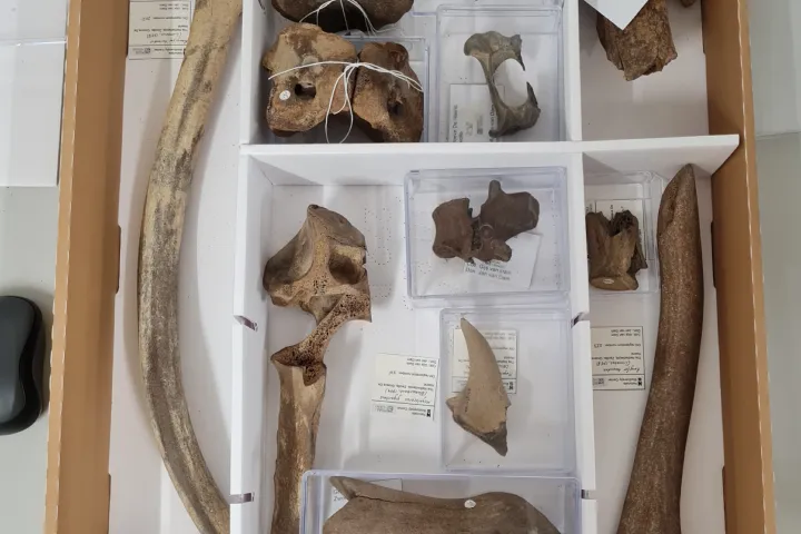 Ice Age fossils