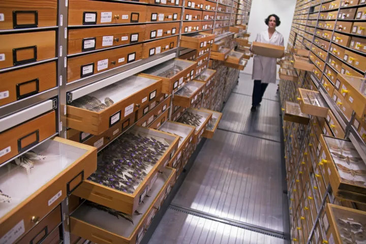 Collection staff member in the butterfly collection