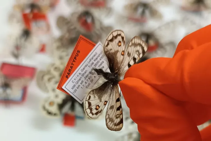 Transfer of an Apollo butterfly
