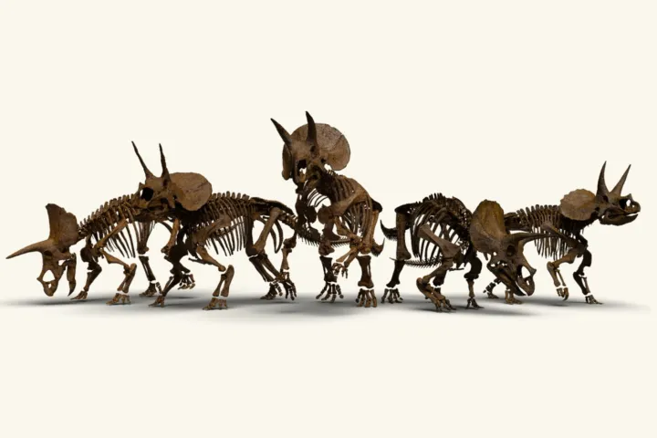 De kudde triceratopsen van Naturalis