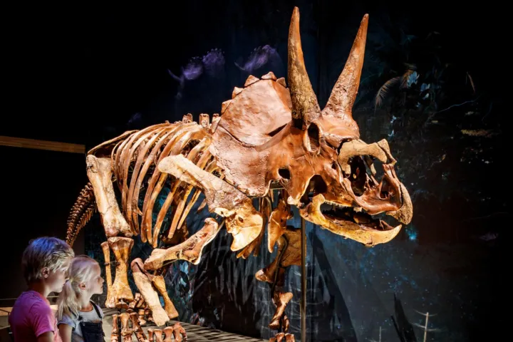 Kinds with Triceratops Dirk