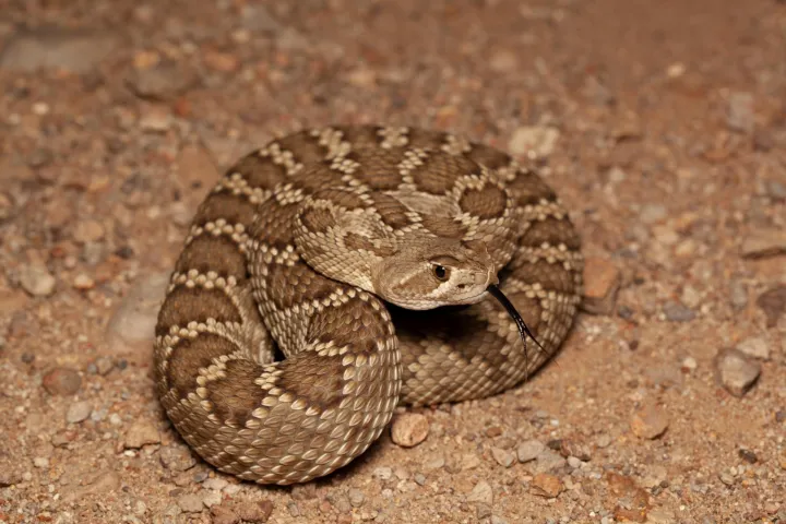 Crotalus scutellatus (Mátyás Bittenbinder)