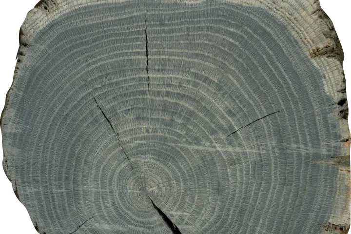 Tree rings in fast-growing oak