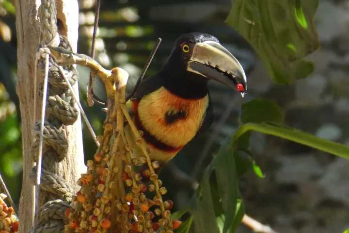 Frugivory