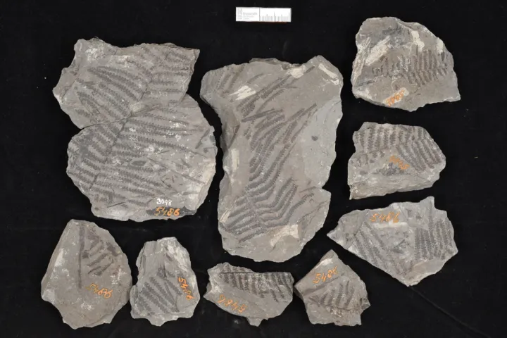 Plantfossils