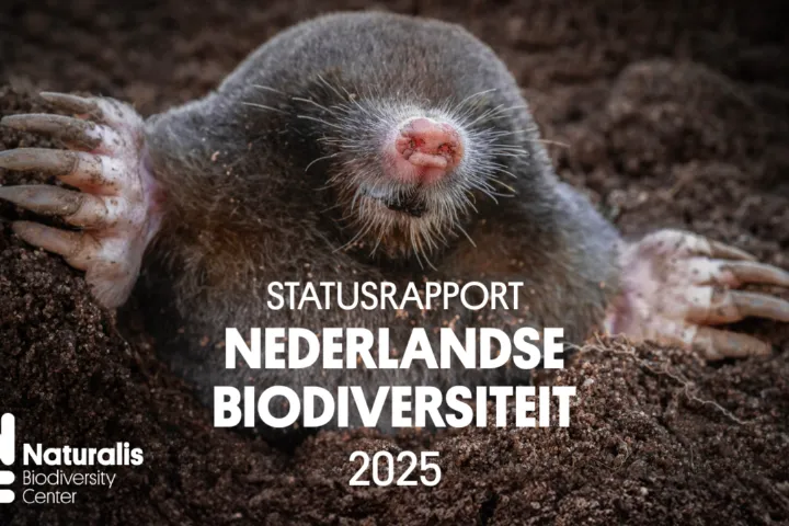 Cover van het rapport