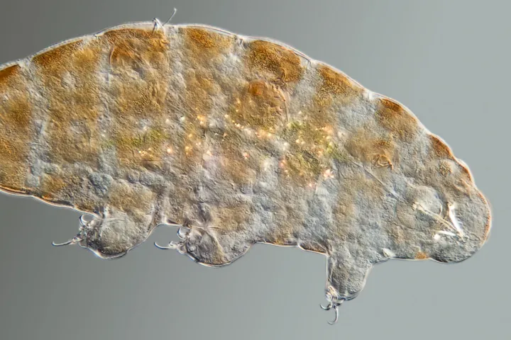 Microscopic picture tardigrade