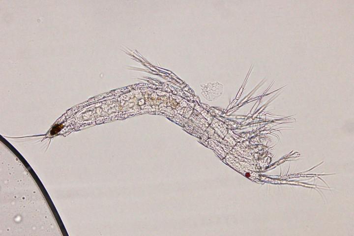 Copepod of the order Harpacticoida
