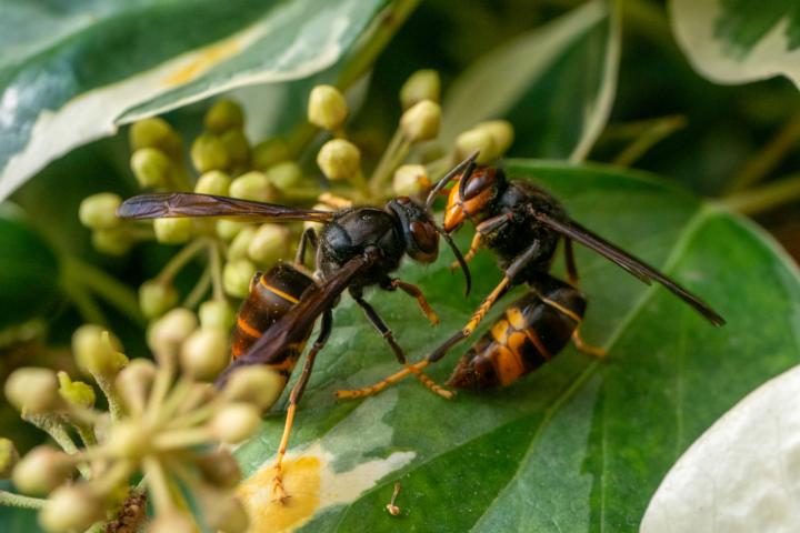 Twee Aziatische hoornaars. Credit: Getty Images
