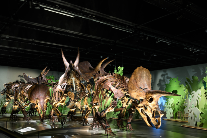 Triceratops tentoonstelling bij Naturalis