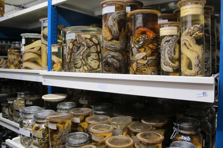 Foto van de reptielen exemplaren uit de natte collectie van Naturalis