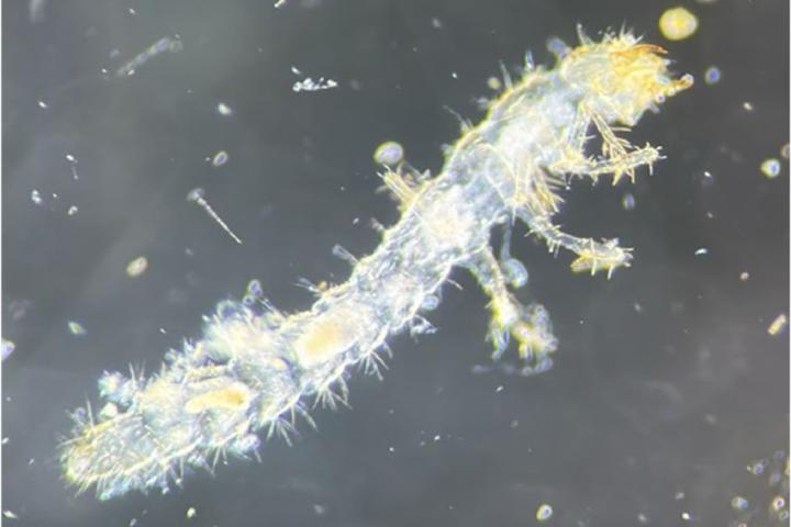Microscopic view of a coastal meiofauna specimen (a staphylinid beetle larva).